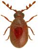 Dorcatoma substriata