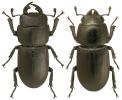 Dorcus parallelipipedus