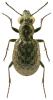 Elaphrus cupreus
