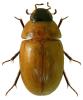 Enochrus melanocephalus