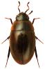 Enochrus nigritus