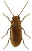 Ernobius mollis