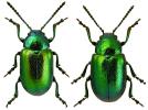 Gastrophysa viridula