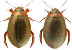 Graphoderus bilineatus