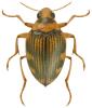 Haliplus varius