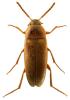 Hallomenus binotatus