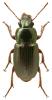 Harpalus affinis