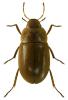 Helochares obscurus