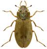 Helophorus griseus