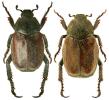 Hoplia philanthus