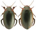 Hydaticus seminiger