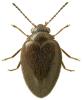 Hydrocyphon deflexicollis