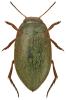 Hydroporus erythrocephalus