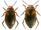 Hydroporus palustris