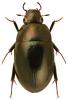 Limnoxenus niger