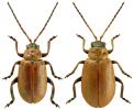 Lochmaea suturalis