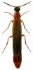 Lymexylon navale