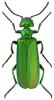 Lytta vesicatoria