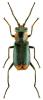 Clanoptilus marginellus
