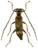 Malthodes fuscus