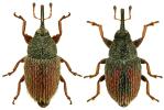 Mecinus pascuorum
