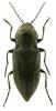 Melanophila acuminata