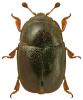 Meligethes difficilis