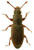 Monotoma bicolor