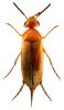 Mordellistena neuwaldeggiana