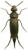 Mordellistena pseudopumila