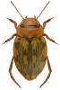 Nebrioporus elegans