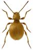 Niptus hololeucus