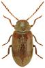 Ochina ptinoides