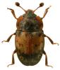 Omosita discoidea