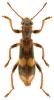 Opilo mollis