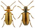 Orsodacne cerasi