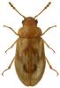 Phloiophilus edwardsii