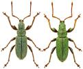 Phyllobius argentatus