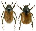 Phyllopertha horticola