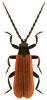 Platycis minutus