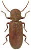 Priobium carpini