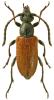 Pseudovadonia livida