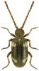 Ptinus sexpunctatus