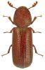Rhyzopertha dominica