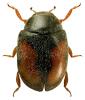 Nephus redtenbacheri