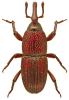 Sitophilus granarius