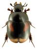 Sphaeridium scarabaeoides
