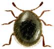 Sphaerosoma pilosum