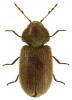 Stegobium paniceum