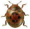 Subcoccinella vigintiquattuorpunctata